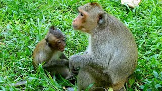 Super Cry Baby Monkey Cries Temper Tantrums For Milk