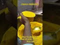 free delivery ghar ka Paisa shuddh haldi order #shortsfeed #trending #viral #haldi #trendingshorts