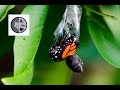 The life of Monarch Butterfly