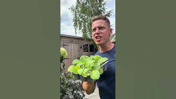 Thumbnail of Showing off my foxgloves #gardening #plants