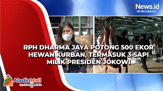 RPH Dharma Jaya Potong 500 Ekor Hewan Kurban, Termasuk 3 Sapi Milik Presiden Jokowi