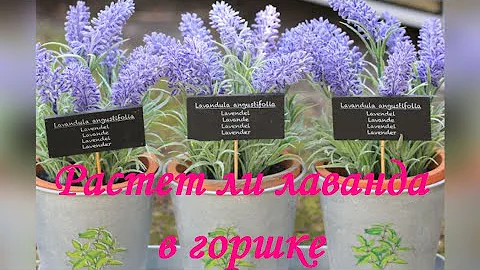 Растет ли лаванда в горшке? 4 важных этапов содержания в доме