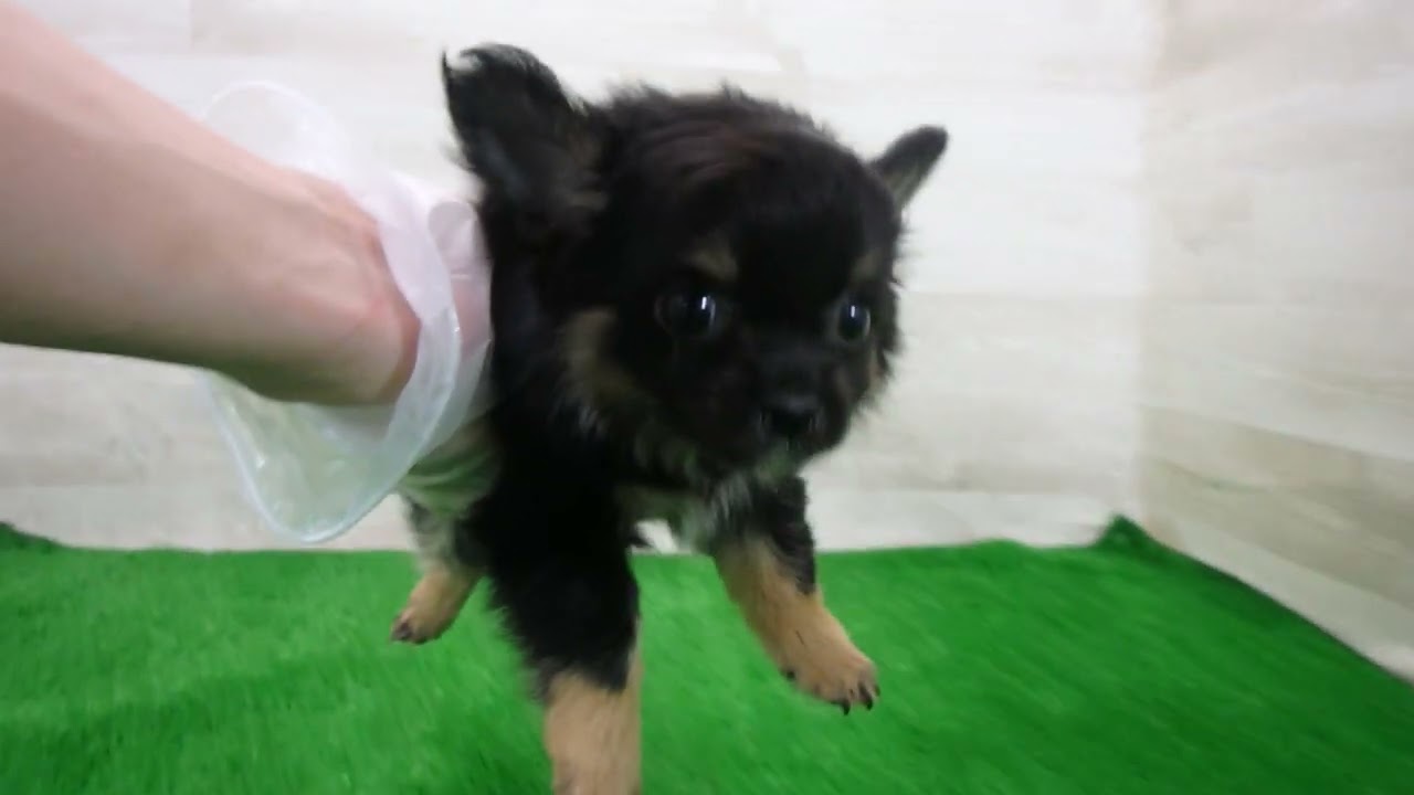 Coo&RIKU No.00748897 チワワ（ロングコート） - YouTube