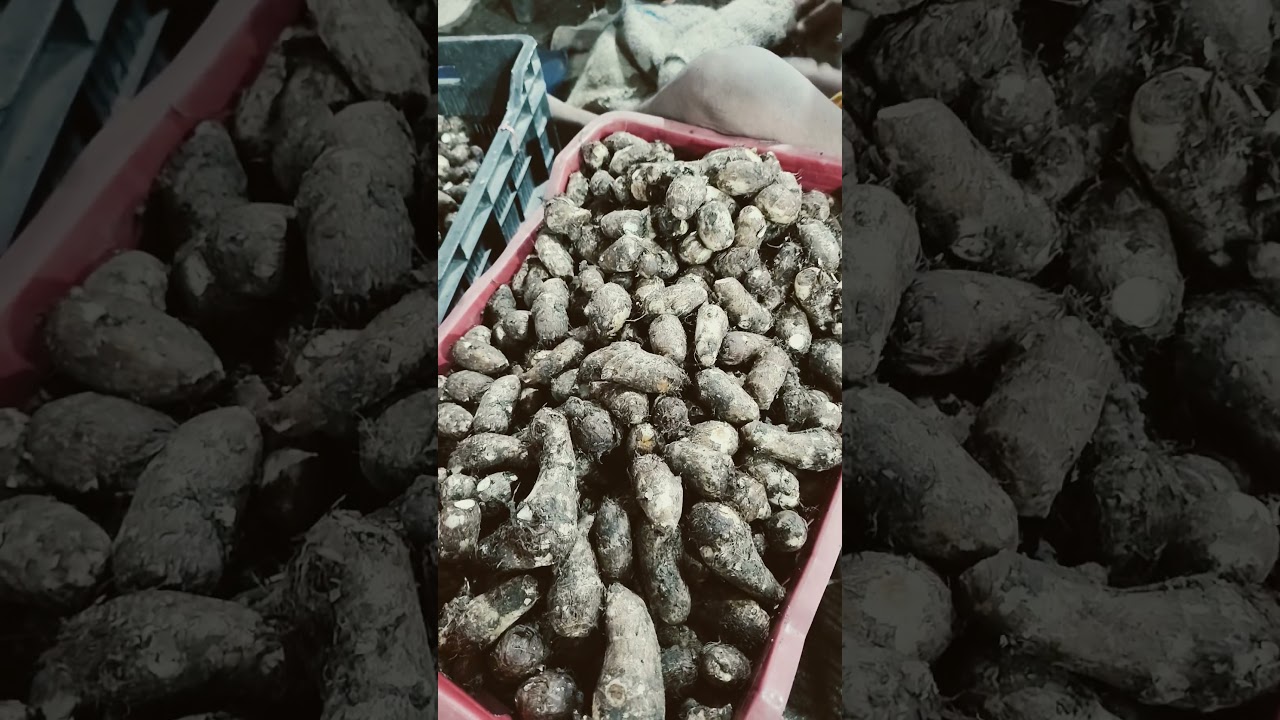 Sonipat mandi me arvi ka bhav 50 kg hai 18/08/2025