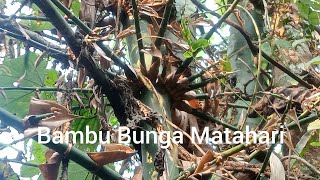 Sunflower Bamboo Discovery