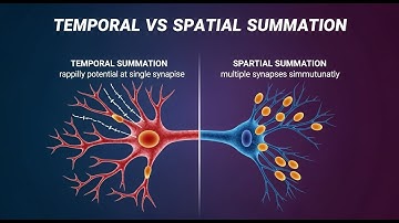 Temporal vs Spatial Summation in Neurons: What