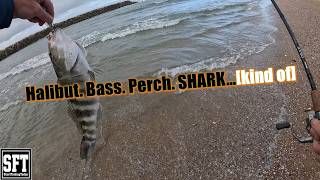 Halibut. Bass. Perch. SHARK [kind of] from the SURF!