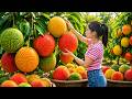 Harvesting  Gao Fruit &amp; Giant Figs | Selling at the Village Market | Olivia Village Life