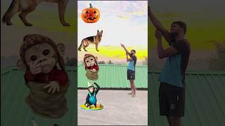 Pumpkin vs Cat, monkey,dog - funny vfx magic video viralvideo trendingshortsmagic