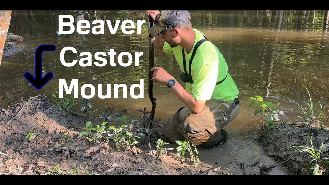 How To Trap Beavers: The Castor Mound Set