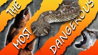 BEWARE! The most dangerous animals in the USA Top Ten