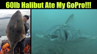 60lb Halibut Ate My GoPro! Underwater Halibut Footage! Alaskan Halibut Fishing - Petersburg, Alaska!