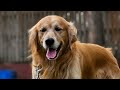 How to trand your puppy 🐶 Rex display their skills #dog #labrador #pets #puppy #shorts #trending