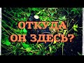 ШУРФЛЮ МОЁ СТАРОЕ МЕСТО - ОТКУДА ЭТА НАХОДКА ЗДЕСЬ?