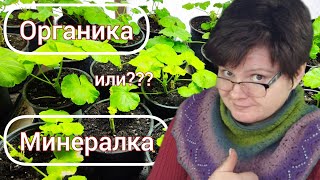 видео: ПЕЛАРГОНИИ зимой. Про полив, подкормки и свет! картинка: ПЕЛАРГОНИИ зимой. Про полив, подкормки и свет!