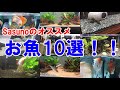Sasunoのオススメ熱帯魚や日本淡水魚10選！【熱帯魚　アクアリウム】