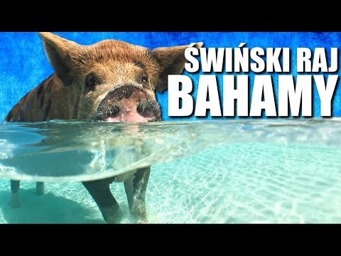 Wideo: Jak pływać ze świniami na Bahamach