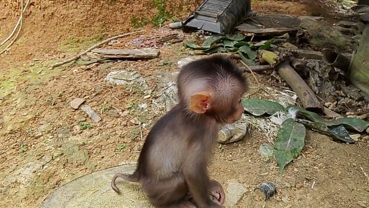 Играем с Бароном на дереве на улице..🥰🥰🥰