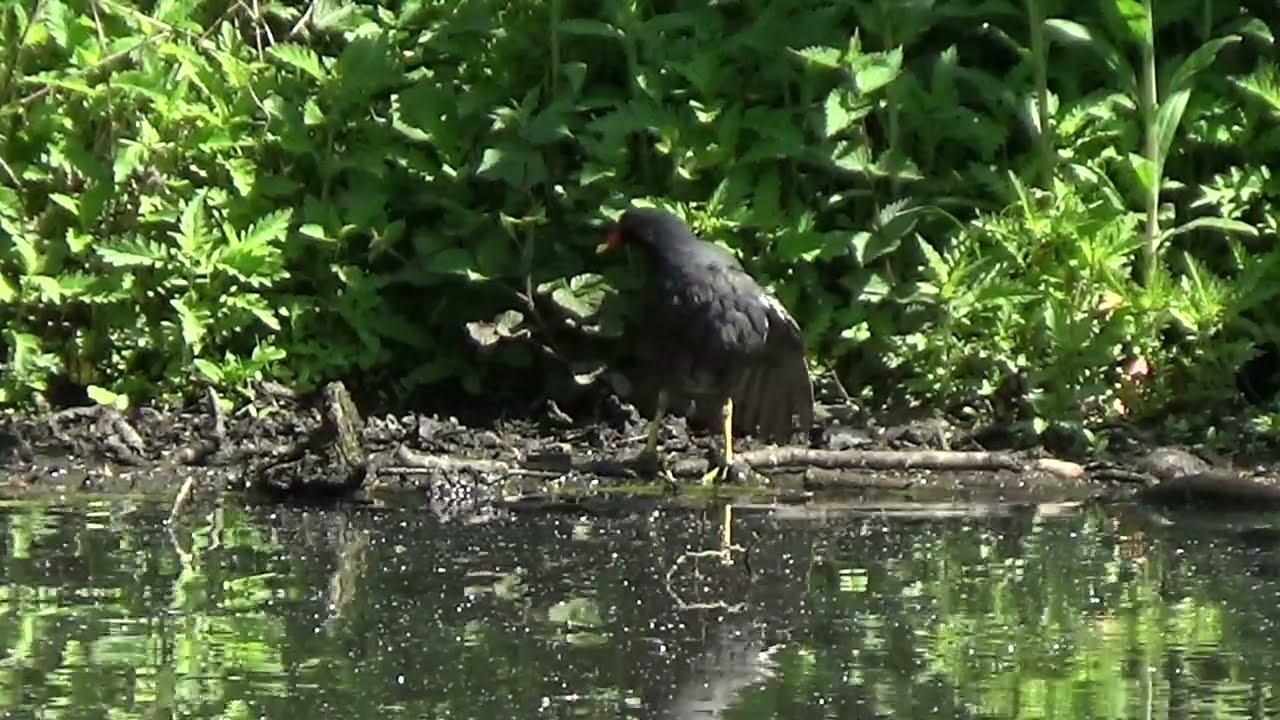 A Preening Moorhen #waterbirds #moorhen #swampchicken #moorhens #wildanimals #animals #nature