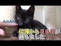 保護して50日が経ちました！【概要欄読んで！】【保護猫/子猫/黒猫】