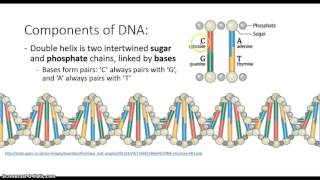 DNA structure and replication