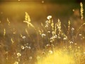 Fields of Gold (Instrumental)