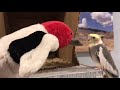 Cockatiel Yelling at Puppet