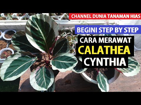 Eps 272 Begini Trik Cara Merawat CALATHEA CYNTHIA Biar Subur dan Rimbun
