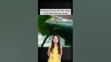 Red weaver ants and their pupa!