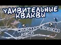 Тайная жизнь квакв в Астраханском заповеднике