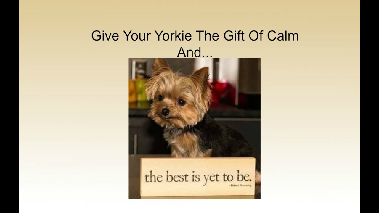 yorkie separation anxiety separation anxiety yorkies 4 steps helping you deal with your terrier yorkie separation anxiety separation anxiety yorkies 4 steps helping you deal with your terrier