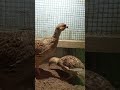 تترن کي واڪ ڪرائڻ ضروري آھي