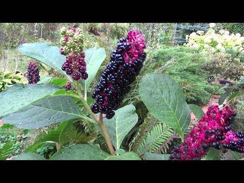 Vídeo: Espectaculars Fruits De Lakonos