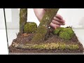 Moss Terrarium Build ( Pet Jumping Spiders New Home )