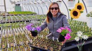 I Grow OVER 500,000 Plants In This Greenhouse!