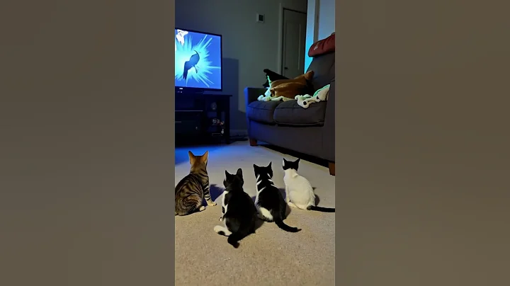 Video 9816241: cat funny dance animal, cat funny entertainment animals, funnycats