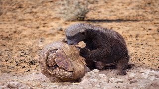 Can Honey Badger Hunt Tortoise ?