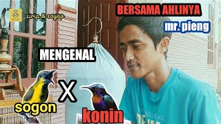 Perbedaan Burung Sogon Dan Konin bersama ahlinya