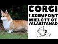 Mielőtt kutyát vennél - CORGI - 7 fontos szempont!  DogCast TV!