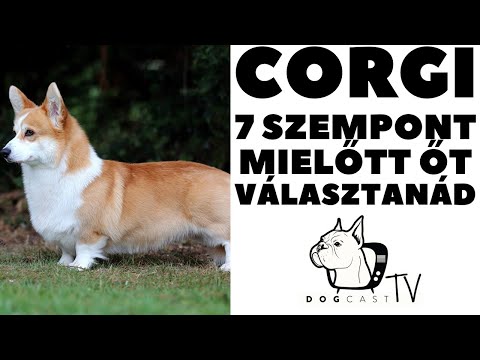 Videó: Corgi Kutyafajta: Leírás, Vélemények, árak