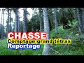 CHASSE : Comptage du grand tétras au chien d'arrêt