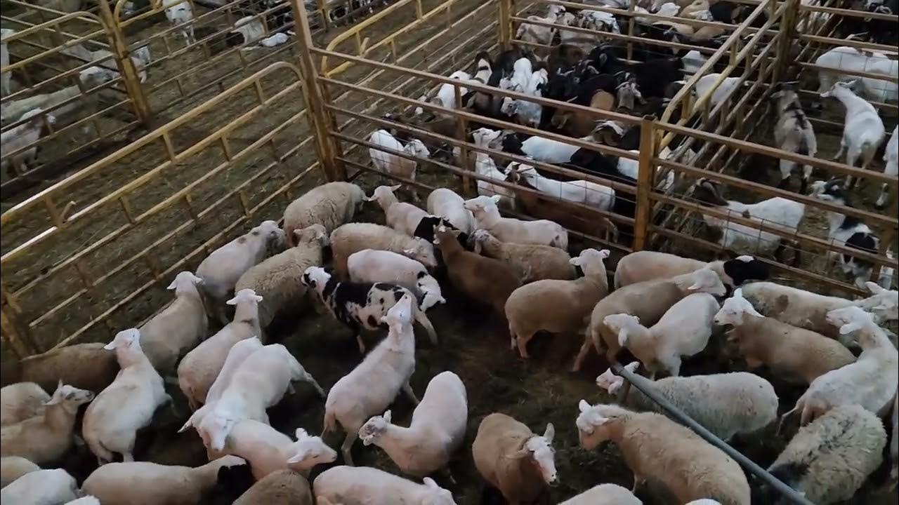 How Is The Lamb and Kid Market YouTube