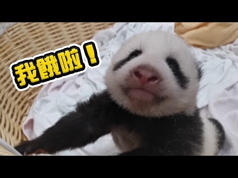 《熊貓早晚安》熊寶發出饑餓信號 | iPanda熊貓頻道