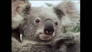 Video thumbnail of "Please Don't Call me a Koala Bear | Don Spencer | Music for Kids"