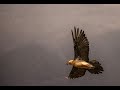 Raptors in the Pyrenees