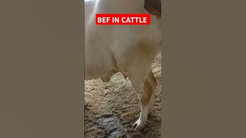 Bovine ephemeral fever #lameness #fever #nasalbreathing stress #cattlefarm.