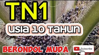 The appearance of TN1 at the age of 10 years during the track period. #TN1