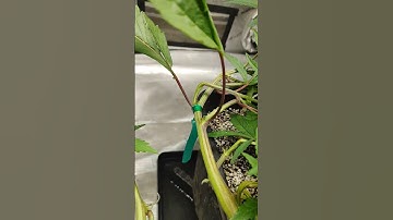 Unlock Massive Yields with This Super Cropping Trick (Grow Bigger, Better Buds!)