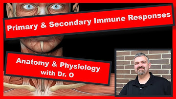 Primary and Secondary Immune Response:  Anatomy and Physiology