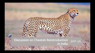 BIG CATS : THE INSIDE STORY | E22 | Discussion on Cheetah Reintroduction in India